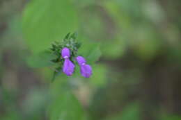 Image of Dicliptera francodavilae Cornejo, Wassh. & Bonifaz