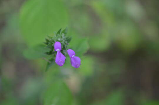 Image of Dicliptera francodavilae Cornejo, Wassh. & Bonifaz