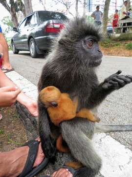 Image of Trachypithecus selangorensis Roos, Nadler & Walter 2008