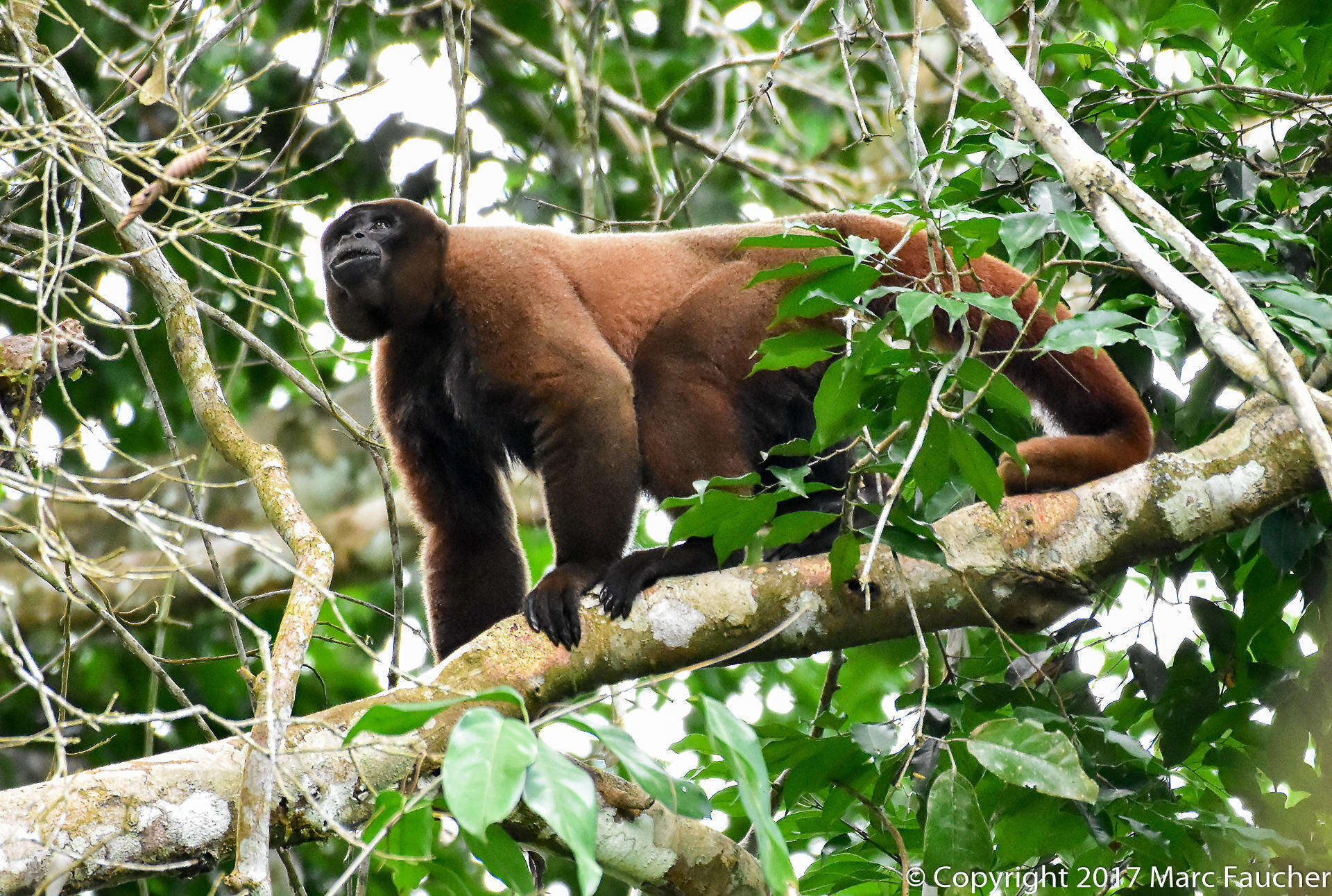 Image of Woolly monkey