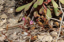 Image of Silene sedoides Poir.