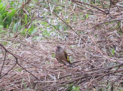 Image of Grey-capped Greenfinch