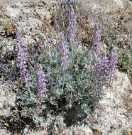 Image of San Luis lupine