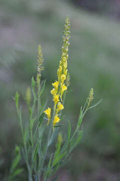 Imagem de Linaria angustissima (Loisel.) Borbás