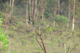 Image of Lesser Elaenia