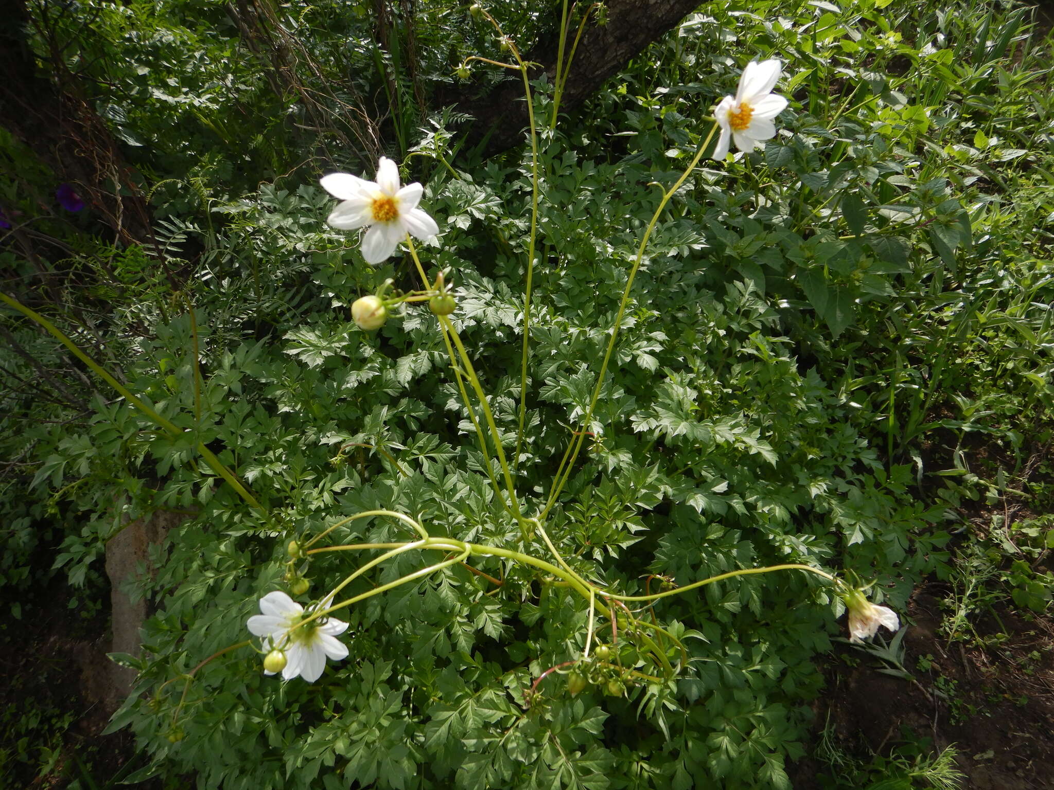 Image of Dahlia merckii Lehm.