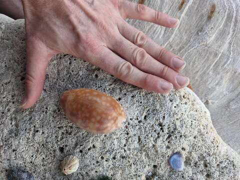 Image of measled cowrie