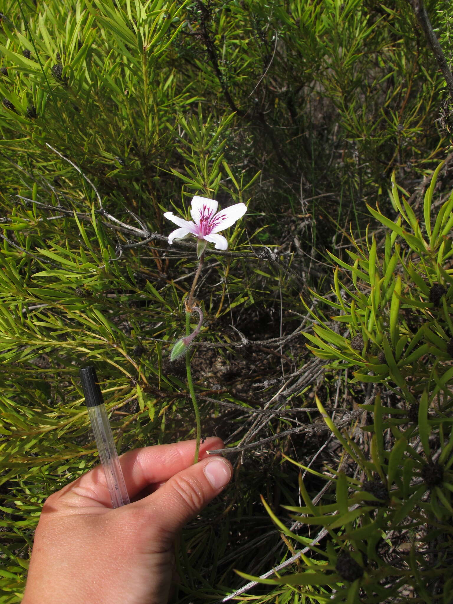 Image of Pelargonium elegans (Andr.) Willd.