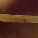 Image of Paridotea fucicola Barnard 1914