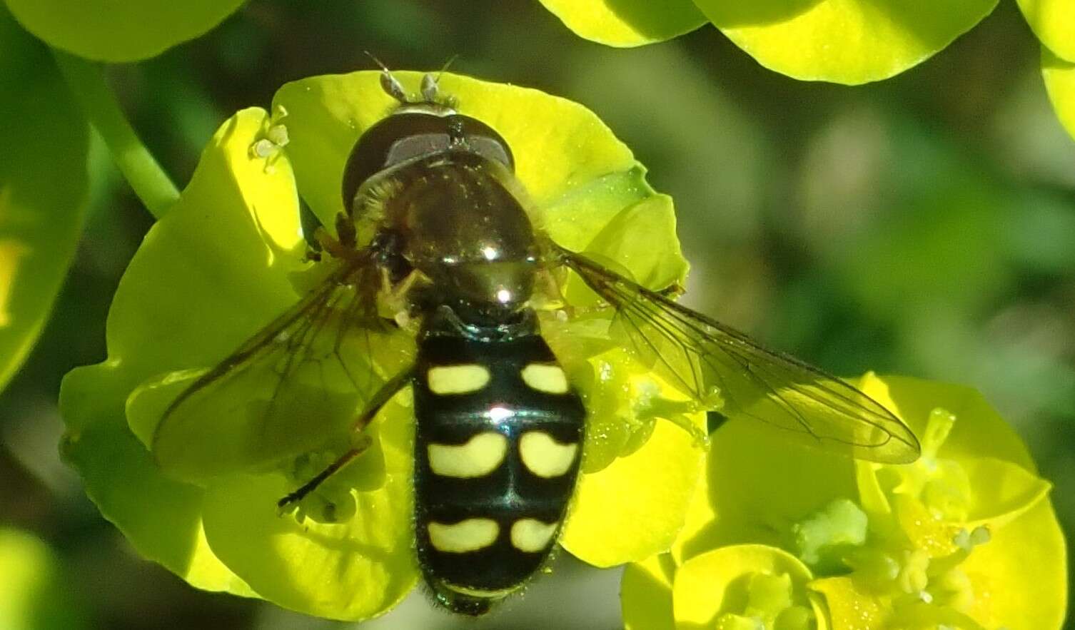 Слика од <i>Lapposyrphus lapponicus</i>