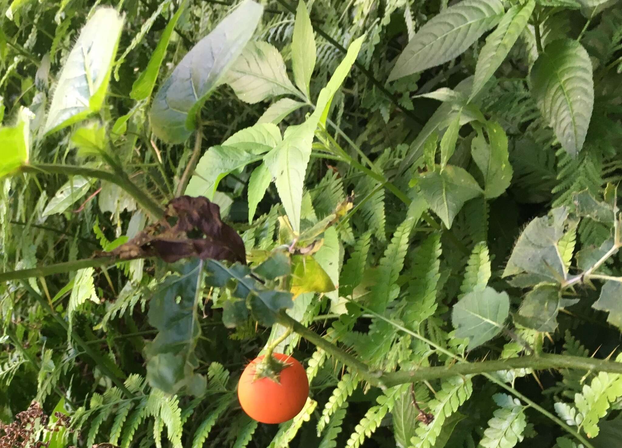 Imagem de Solanum capsicoides Allioni