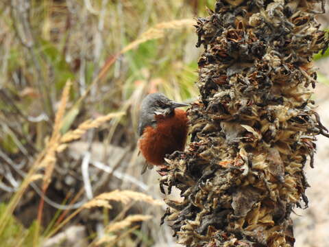 Image of Giant Conebill