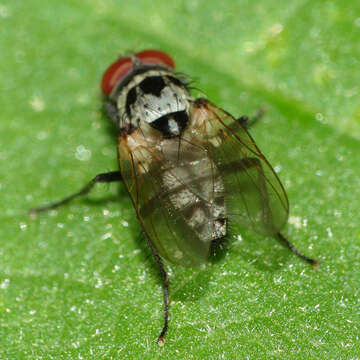 Image of Anthomyia procellaris Rondani 1866