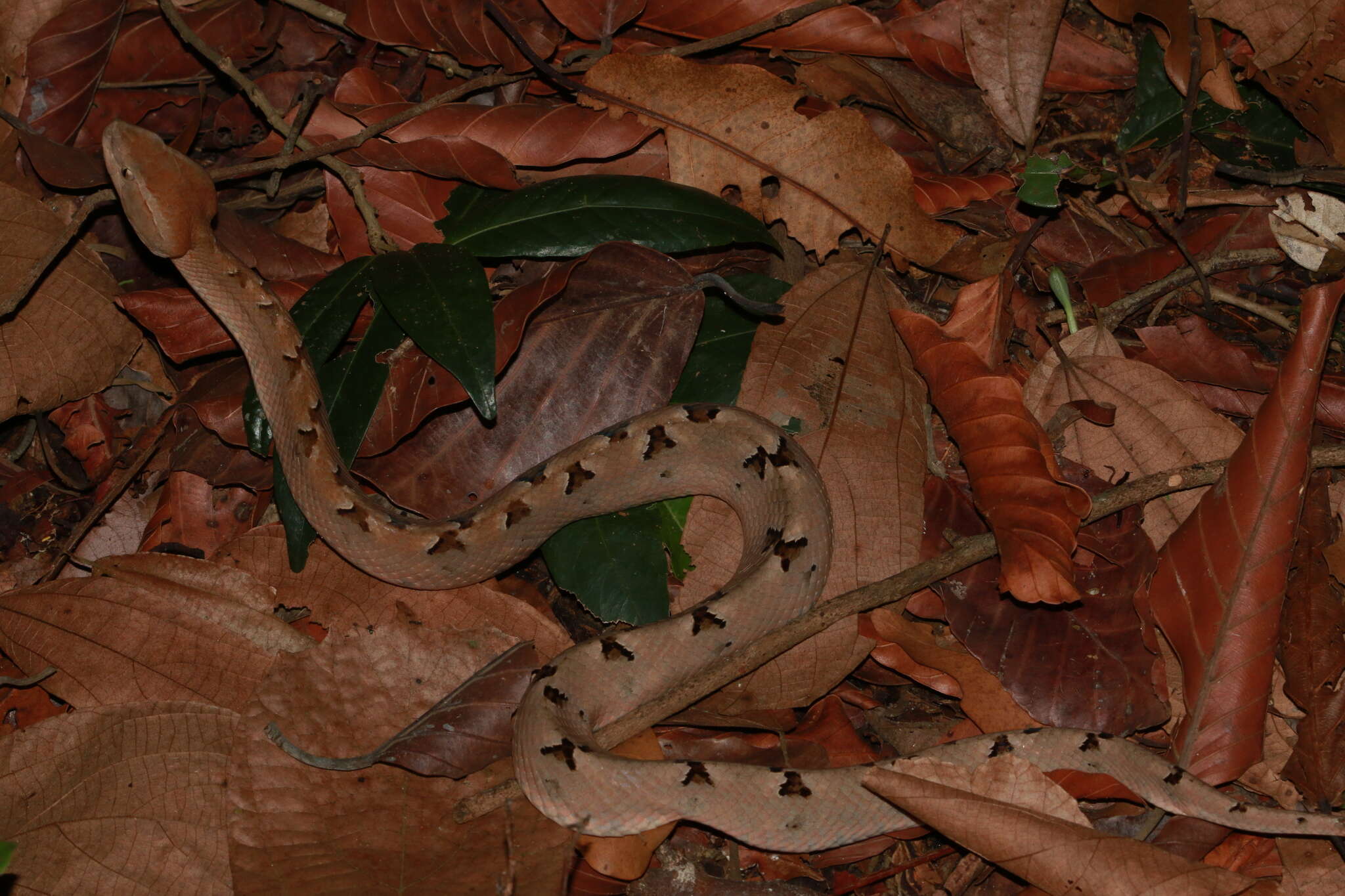 Image of Malayan Pit Viper