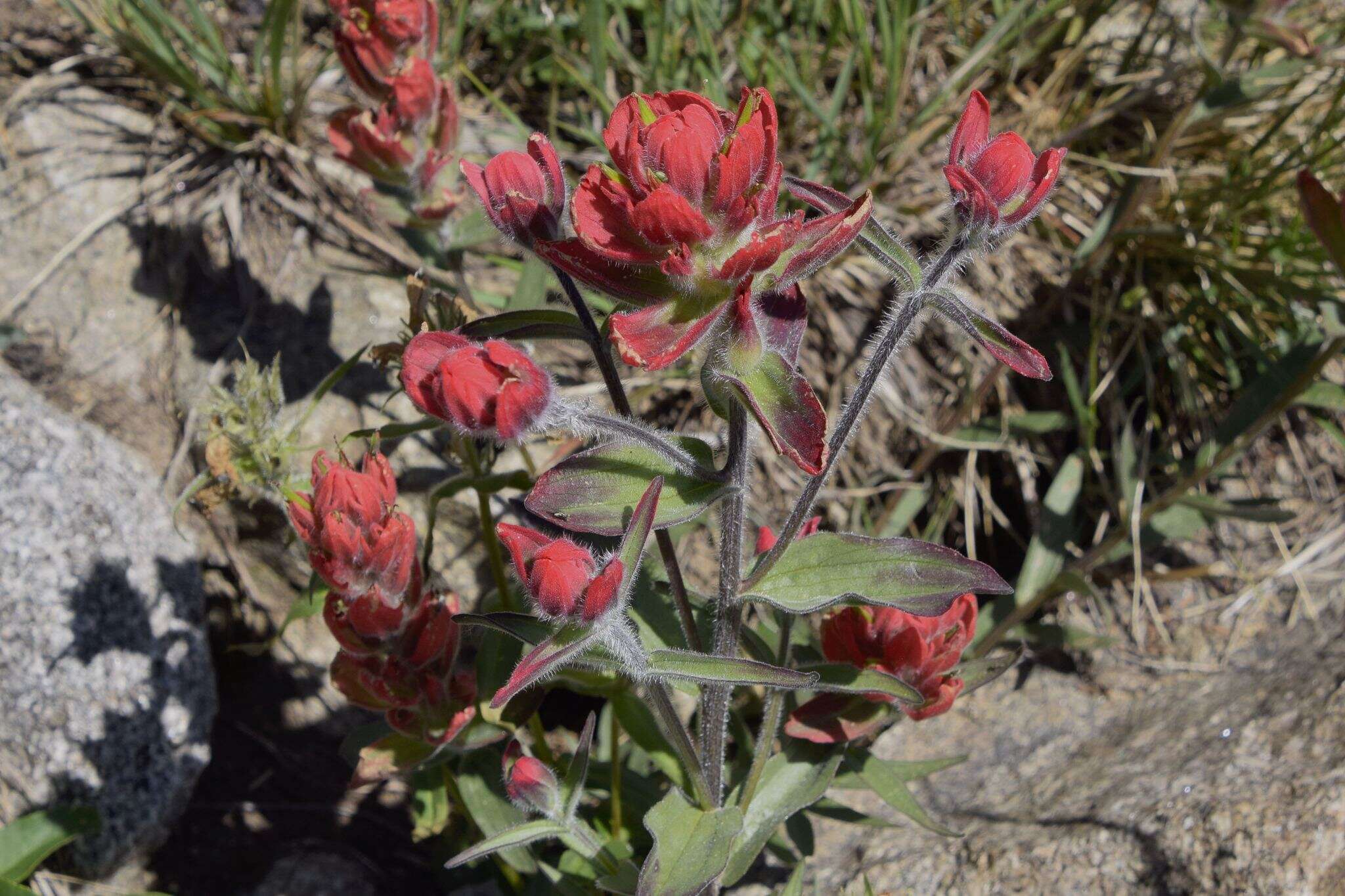 Image of Castilleja rhexifolia Rydb.