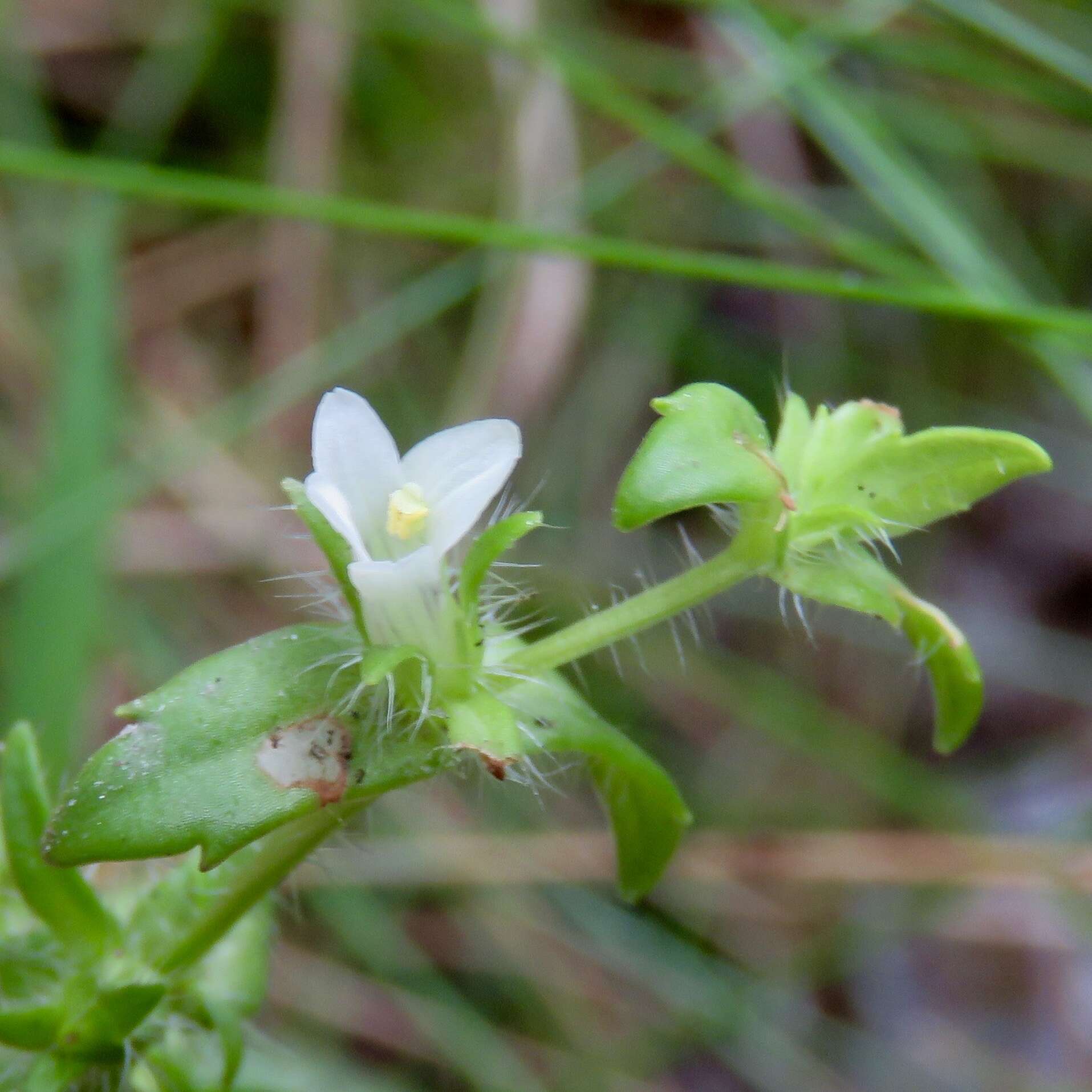 Image de Gratiola pilosa Michx.