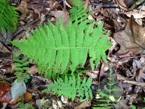 Image of Amauropelta noveboracensis (L.) S. E. Fawc. & A. R. Sm.