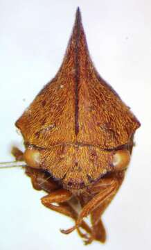 Image of Aconophora mexicana Stål