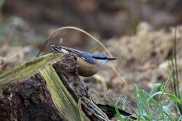 Image of Eurasian Nuthatch