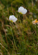 Image of Papaver nudicaule var. aquilegioides Fedde