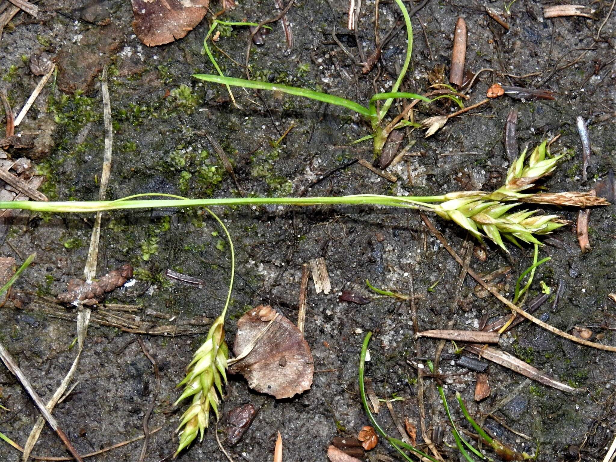 Image of chestnut sedge