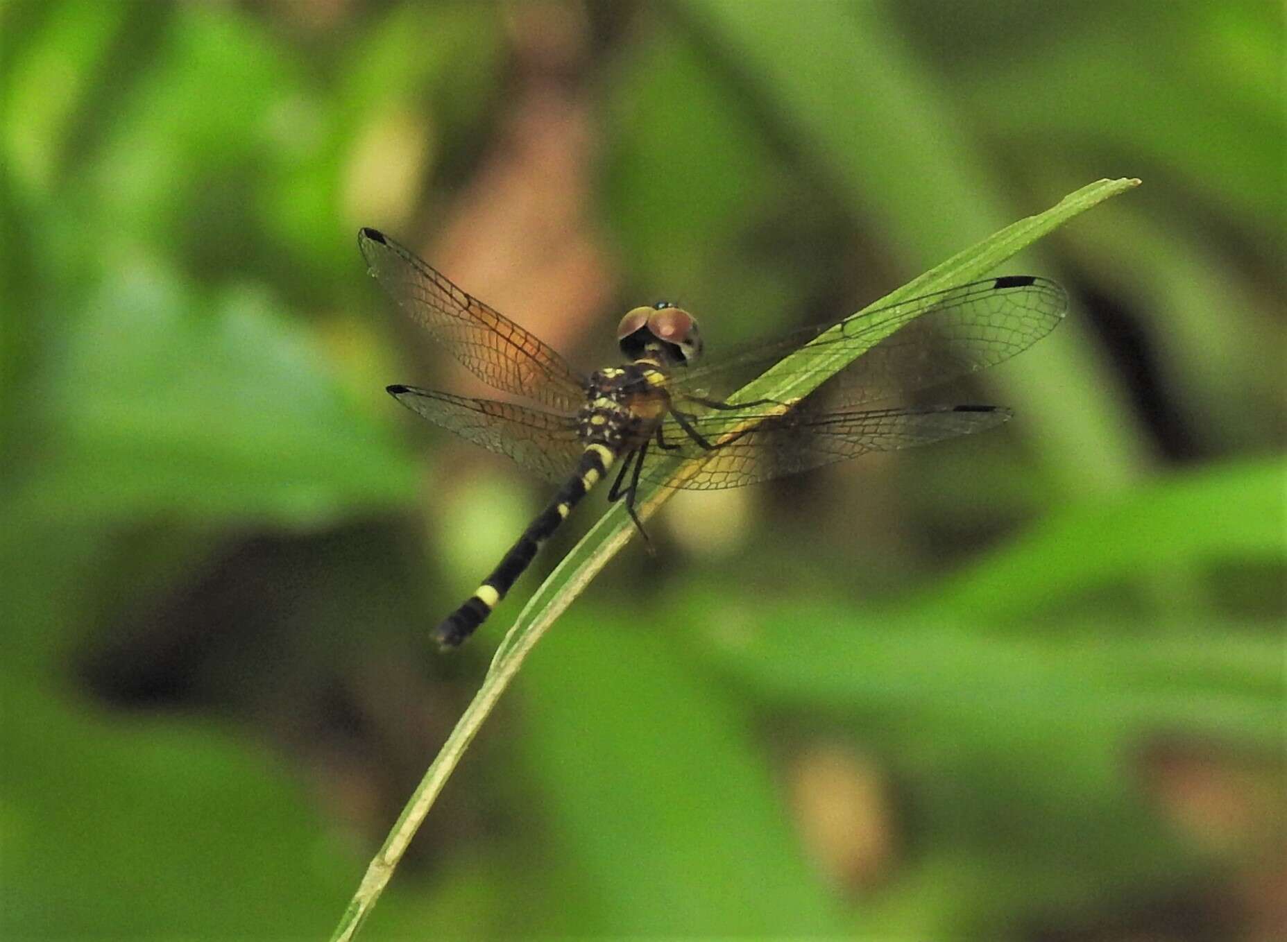 Image of Tetrathemis irregularis cladophila