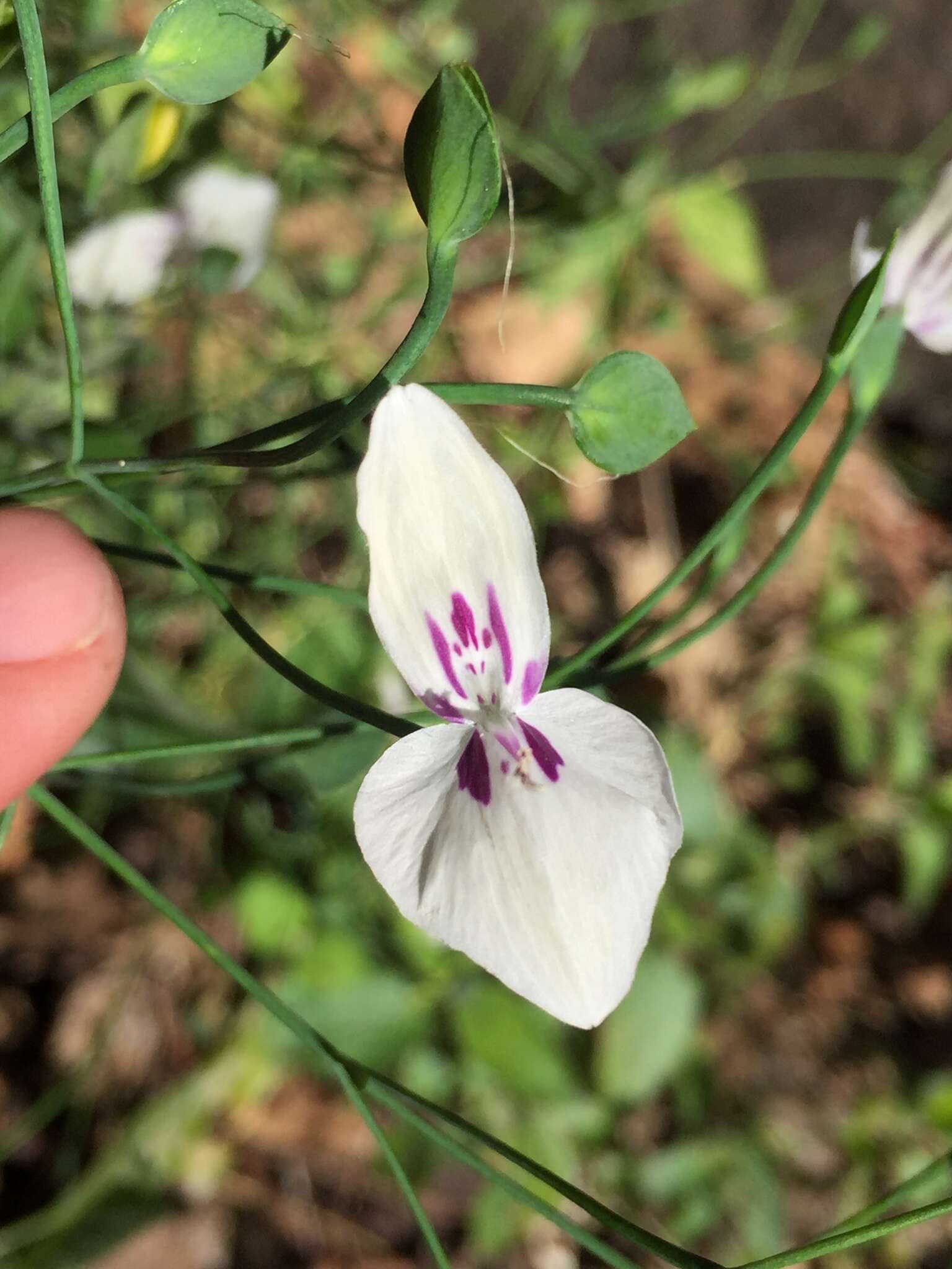 Image of Dicliptera thlaspioides Nees