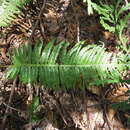 Image of Plagiogyria matsumureana (Mak.) Mak.