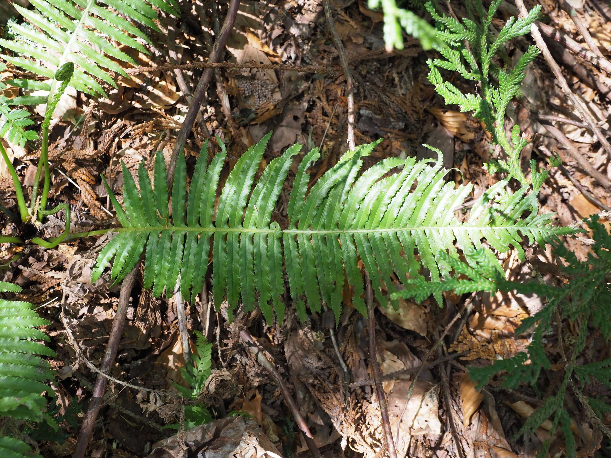 Image of Plagiogyria matsumureana (Mak.) Mak.