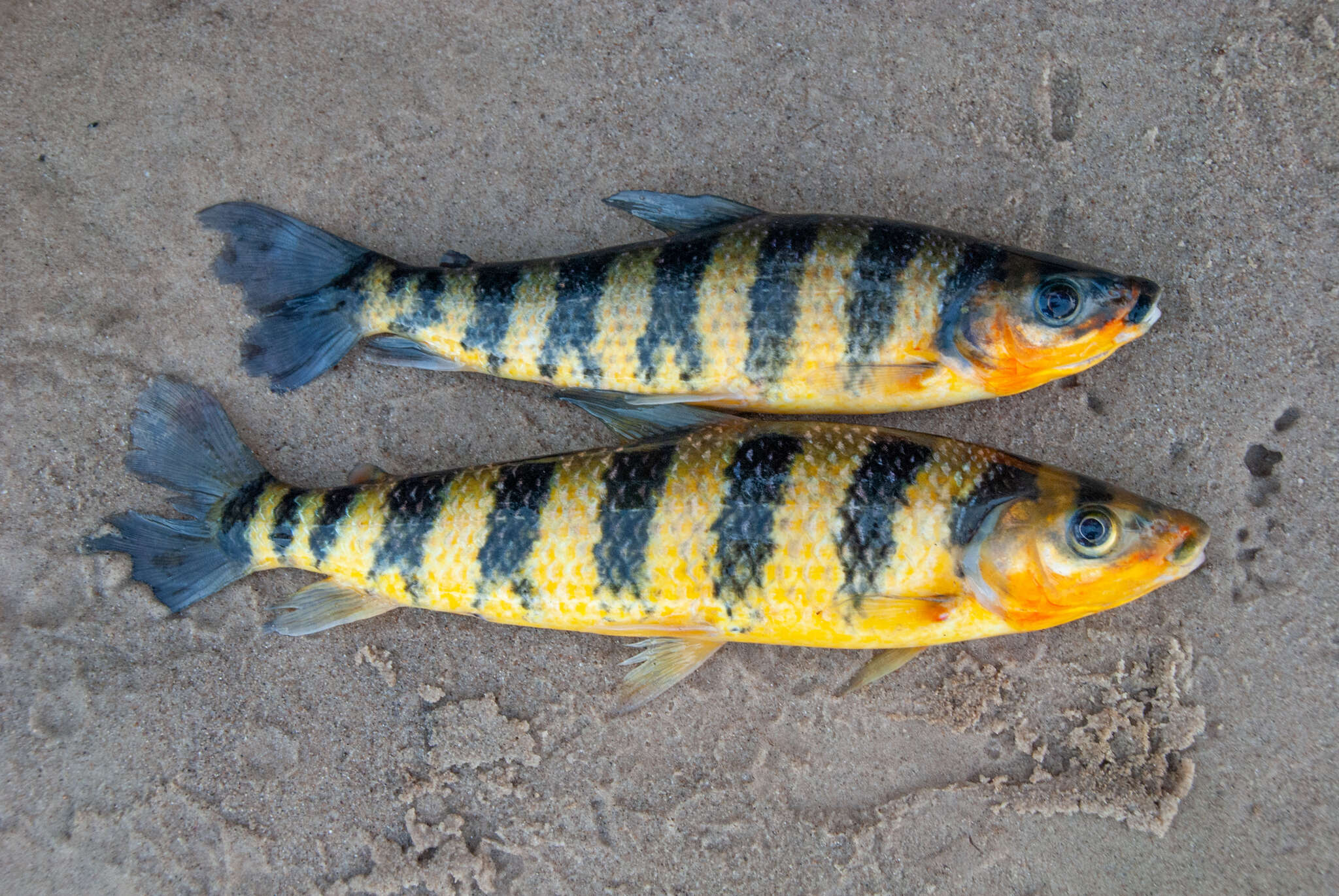 Image of Banded leporinus