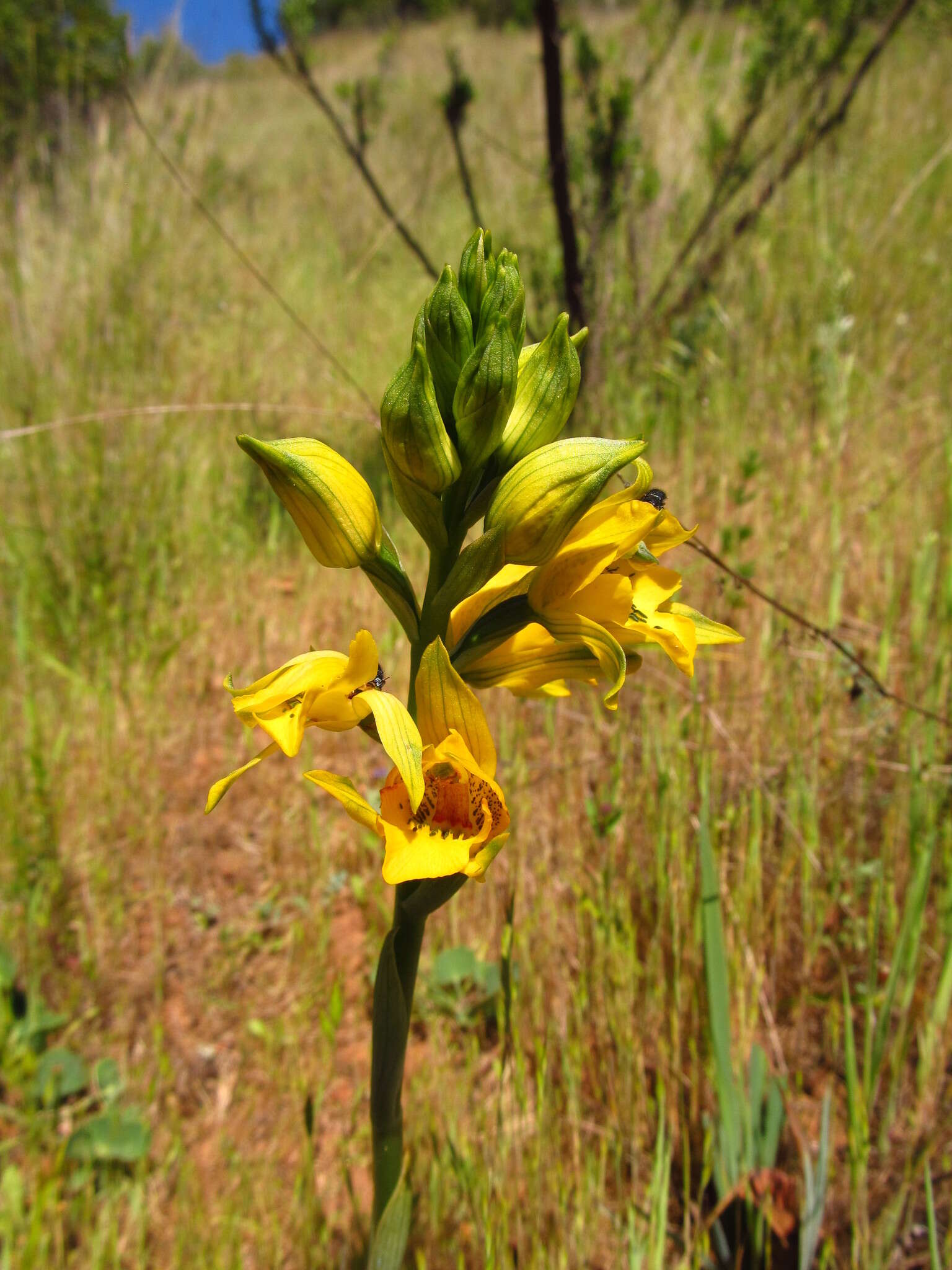 Image of Chloraea gavilu Lindl.