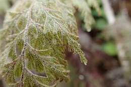 Image of Hymenophyllum frankliniae Col.