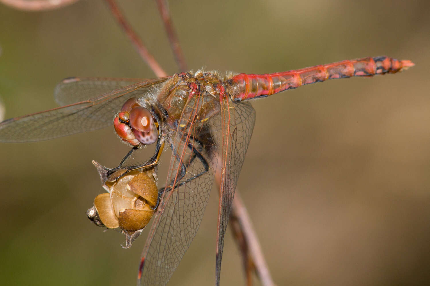 Image of Variegated Meadowhawk