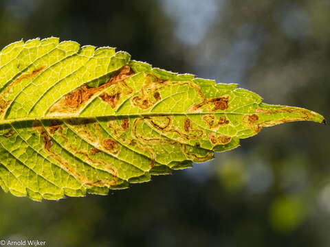 Imagem de <i>Phytomyza horticola</i>