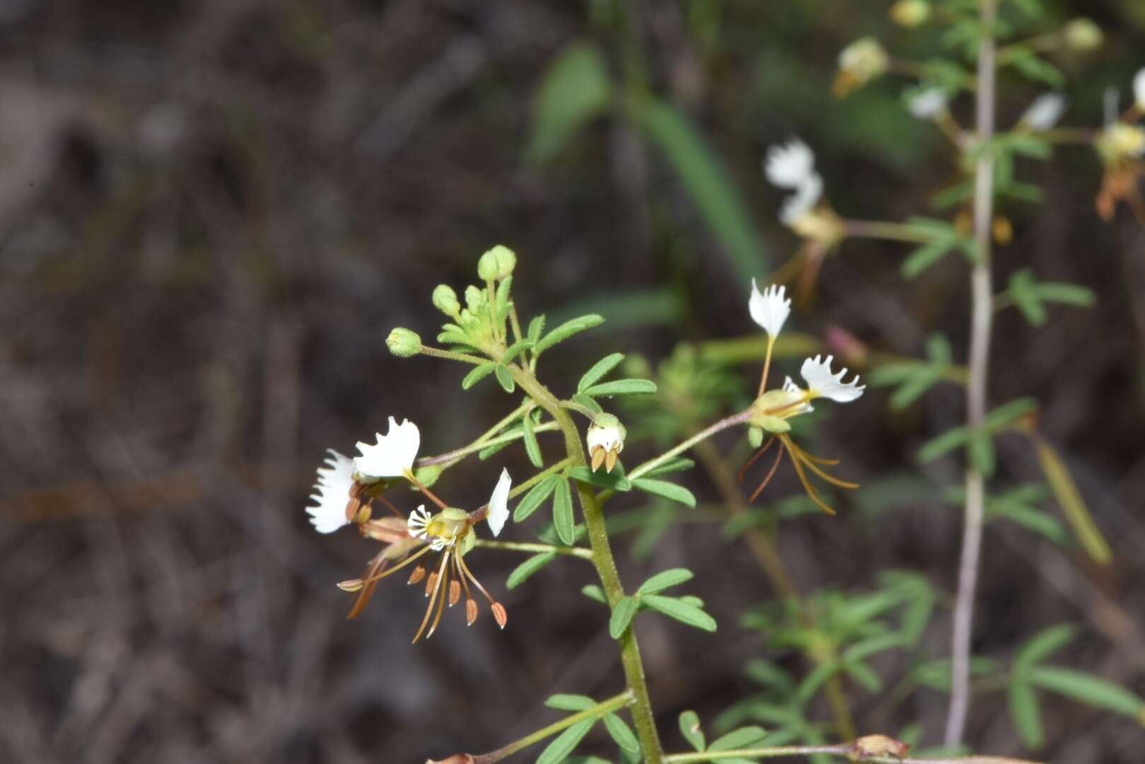 Image of large clammyweed