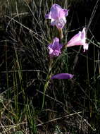 Imagem de Gladiolus hirsutus Jacq.