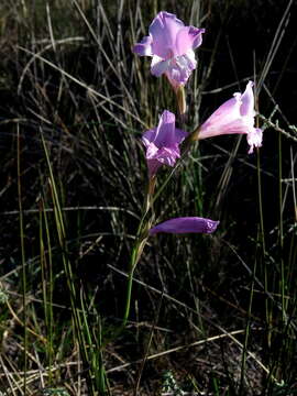 Image of Gladiolus hirsutus Jacq.