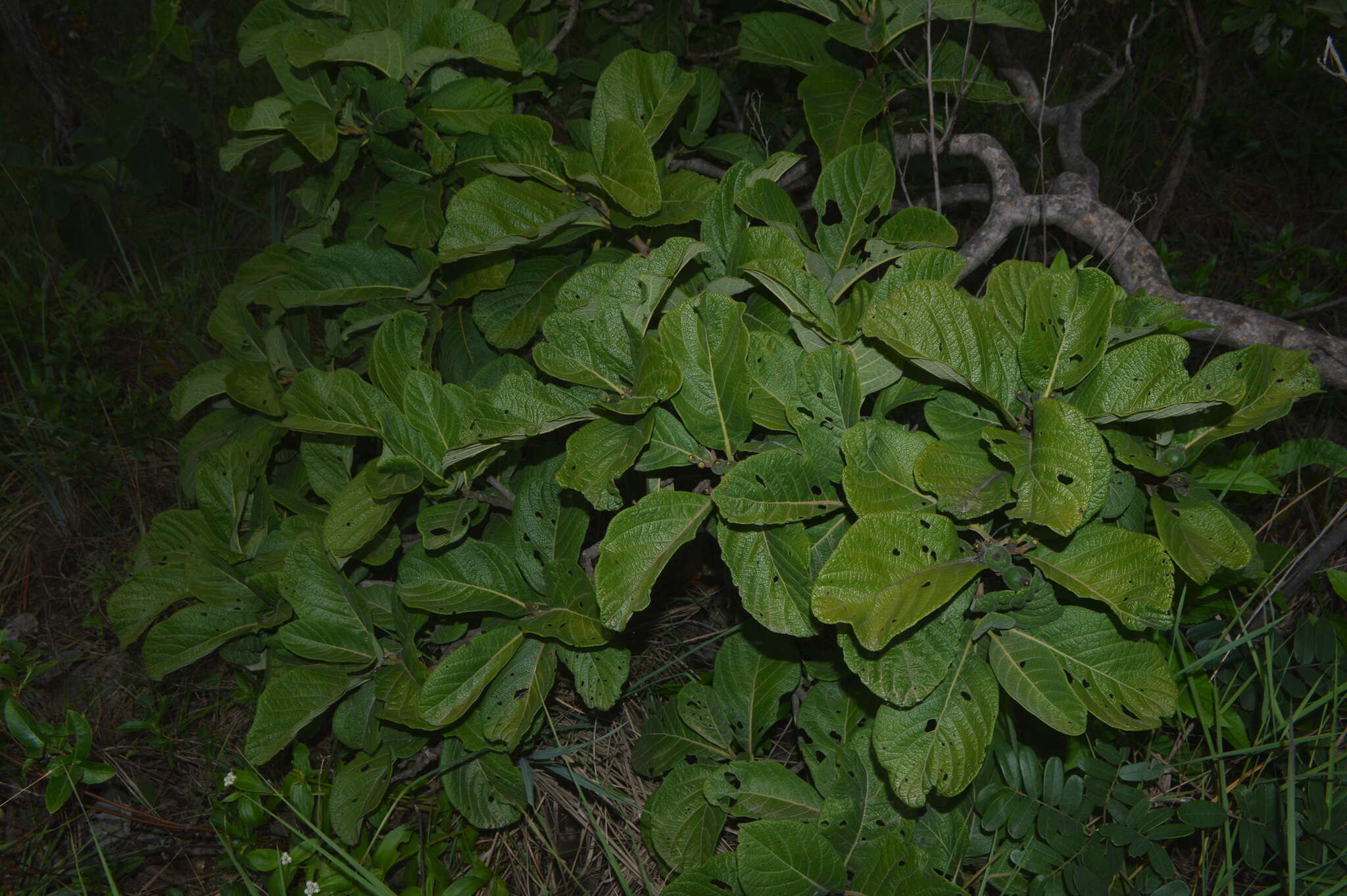 Image of Tocoyena formosa (Cham. & Schltdl.) K. Schum.