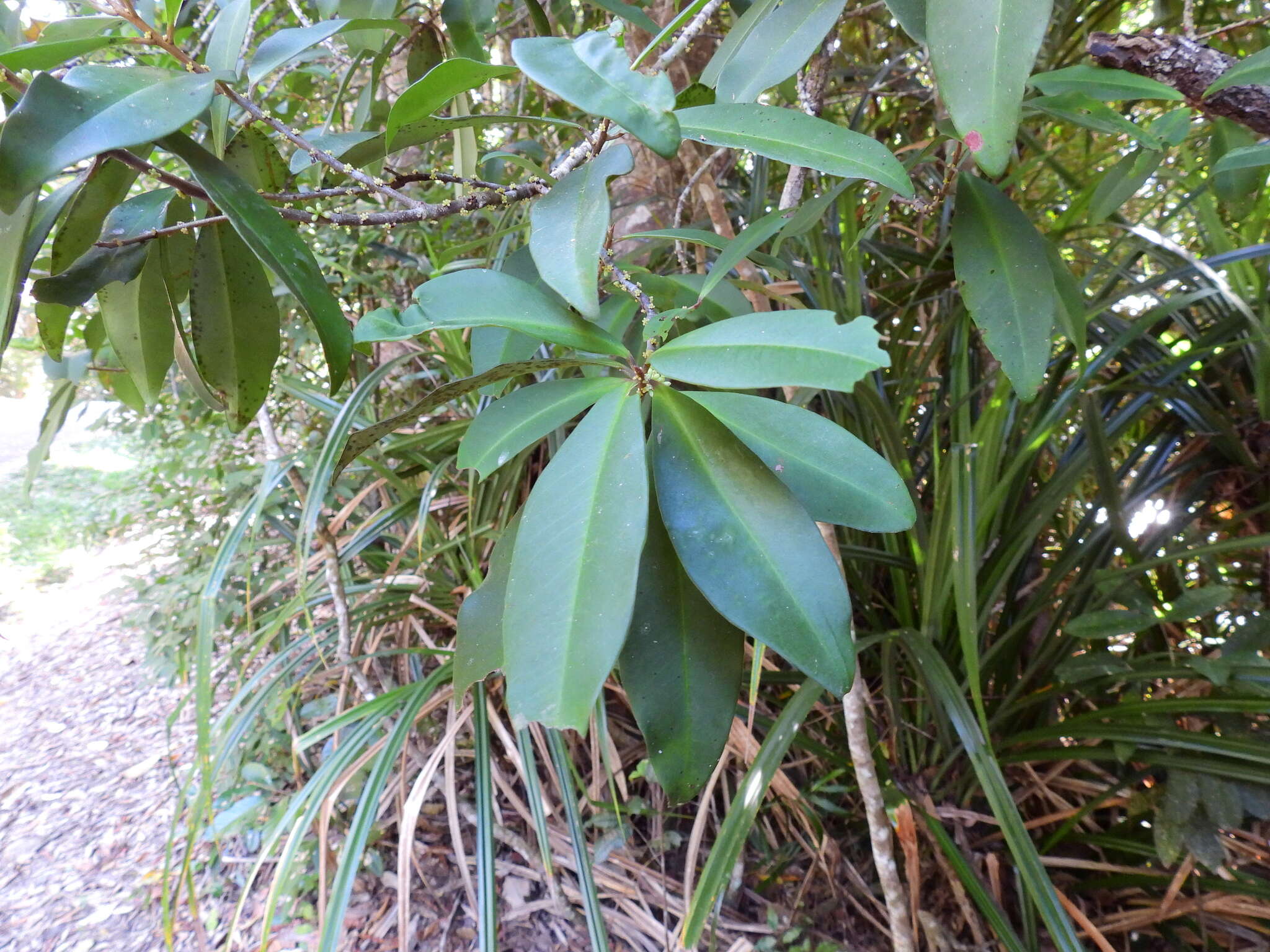 Image of Myrsine porosa F. Muell.