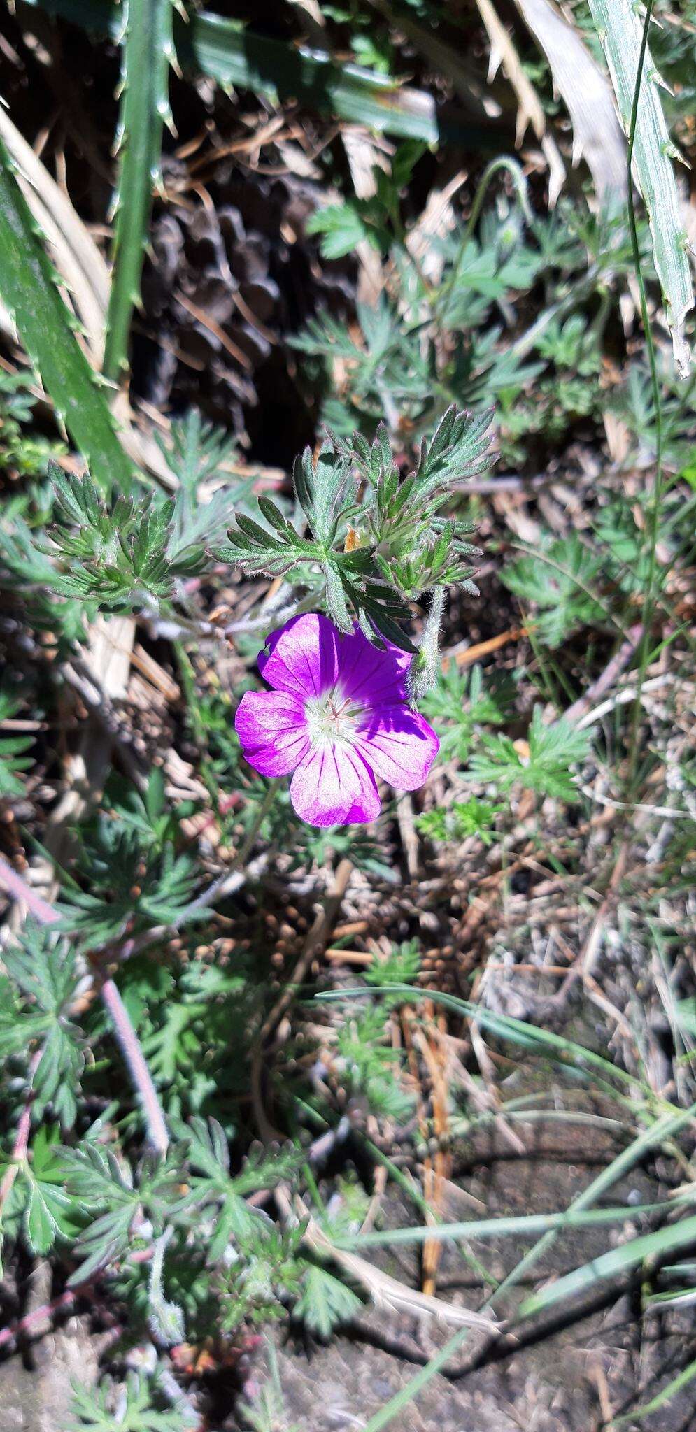 Image of Geranium potentillifolium DC.