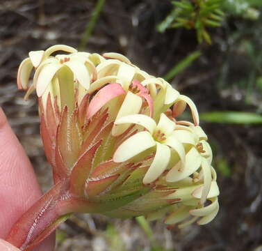 Crassula fascicularis Lam. resmi