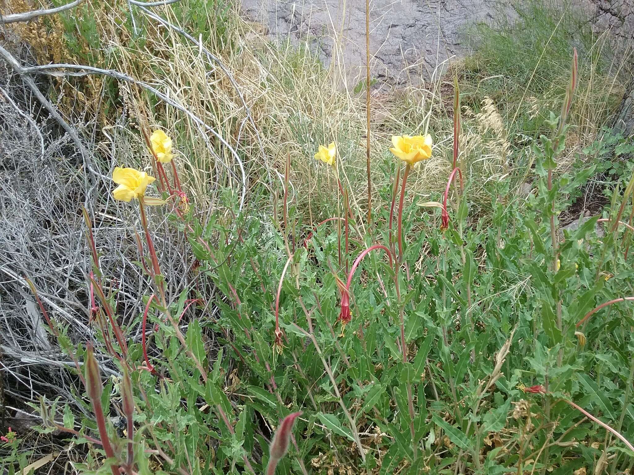 Image of Organ Mountain Evening-Primrose