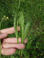 Image of bristly hawkbit