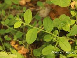 Plancia ëd Bothriospermum zeylanicum (J. Jacquin) Druce