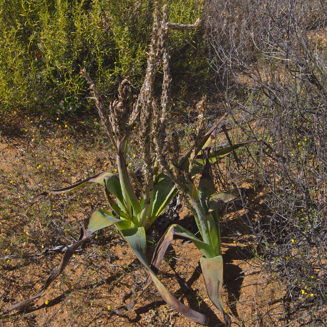 Sivun Trachyandra falcata (L. fil.) Kunth kuva