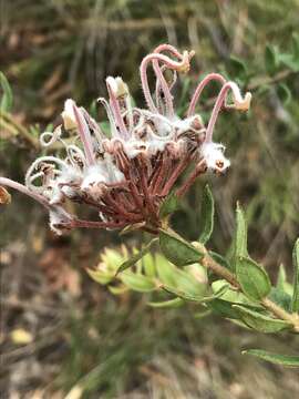 Image of Grevillea buxifolia (Sm.) R. Br.