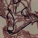 Image of Peribacillus simplex