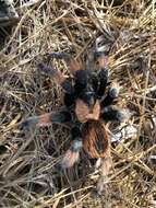 Image of Mexican redleg tarantula