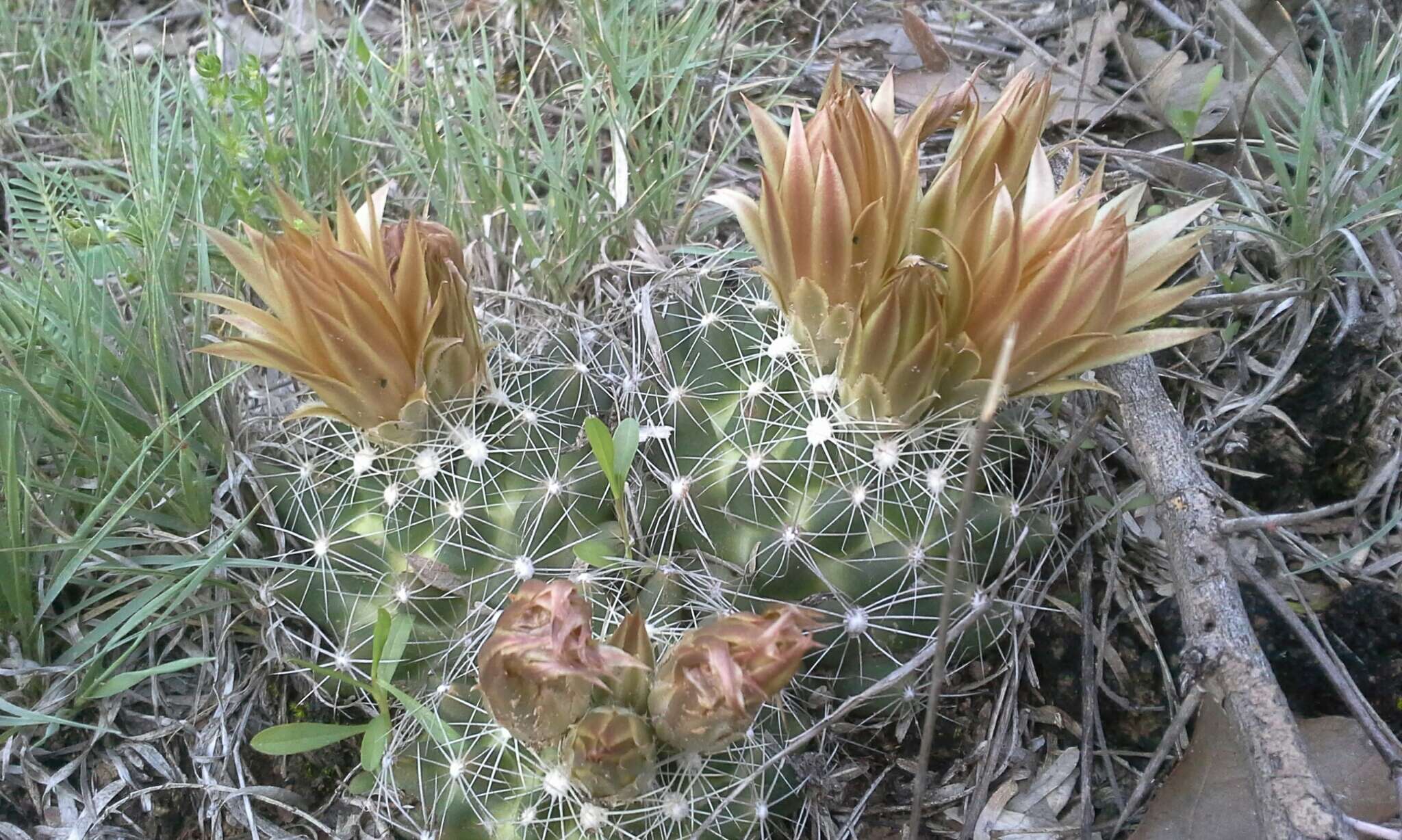 Image of Escobaria missouriensis var. similis (Engelm.) N. P. Taylor