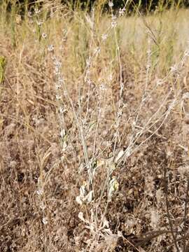 Image of wand buckwheat